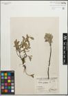 Foto von Salix glauca L.